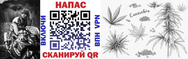 Каннабис планчик Шацк